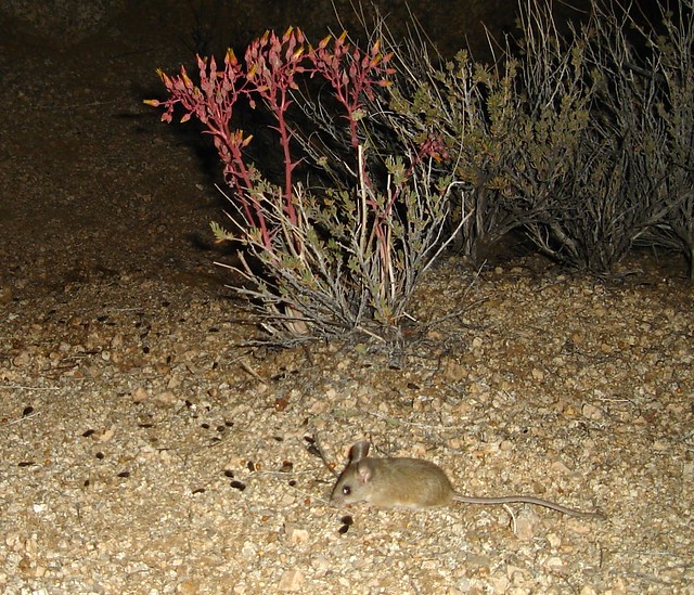 cactus mouse