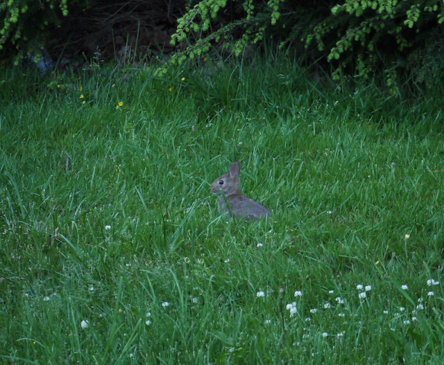 little wild rabbit in the grass at dusk