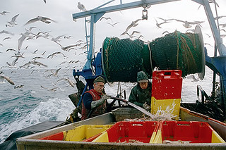 布列塔尼漁村的漁夫孔卡爾諾，觀察大自然的運作週期，要求自己「準時」，以順應自然的捕魚方式，取用海中資源。圖片來源:《餵不飽的地球》官方網站