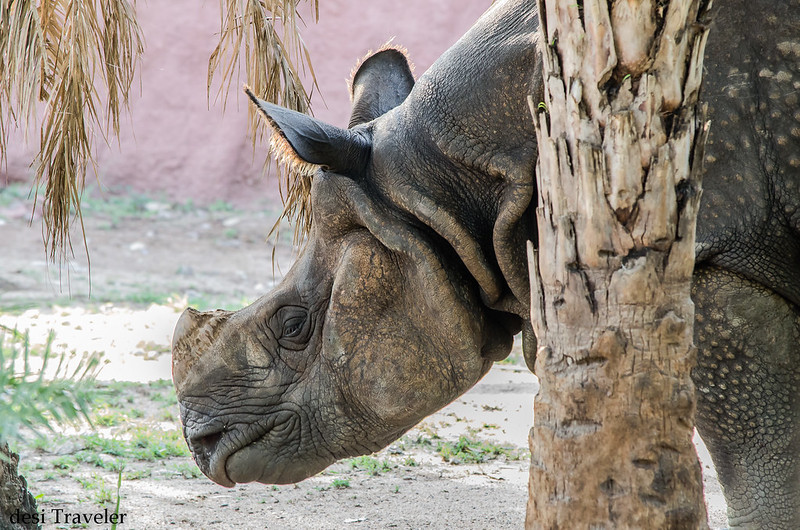One Horned Indian Rhino Hyderabad Zoo