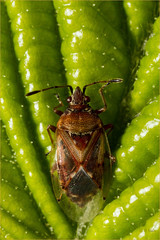 Wanzen / Heteroptera / Hemiptera