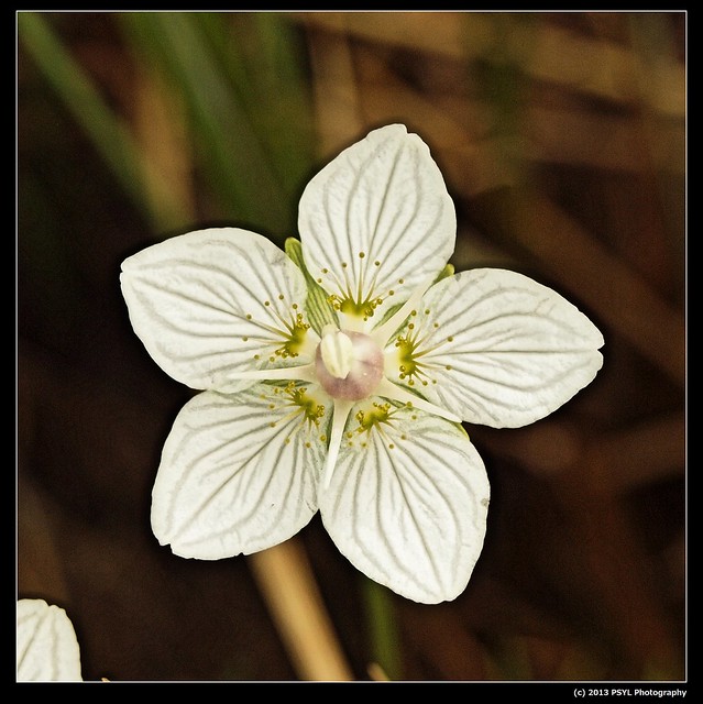 Grass-of-Parnassus (Parnassia palustris)