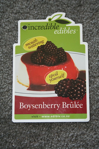 2013-08-06 - Farmlet - 11 - Boysenberry variety Brulee packet front