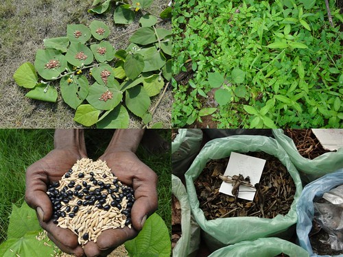 Indigenous Medicinal Rice Formulations for Diabetes and Cancer Complications, Heart and Kidney Diseases (TH Group-104 special) from Pankaj Oudhia’s Medicinal Plant Database by Pankaj Oudhia