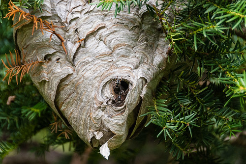 Wasp nest - #266/365 by PJMixer