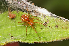 Theridiidae (Cobweb Spiders)