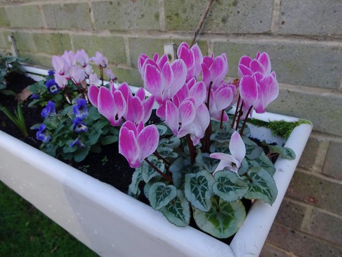 Cyclamen as maman liked them width=