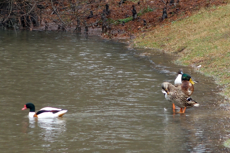 Ducks at the flooded edge