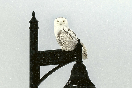 1-14 Snowy Owl-0281-Edit-1