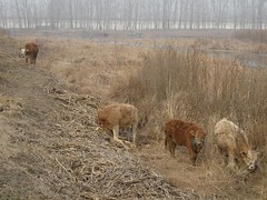 牛隻三三兩兩在麥田與草地上棲息，圖片提供：林吉洋