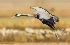 Grullas (Cranes)