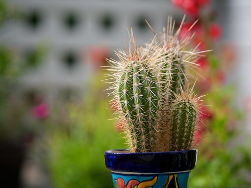 Cactus at 75mm wide open