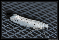 Lepidoptera/Yponomeutidae
