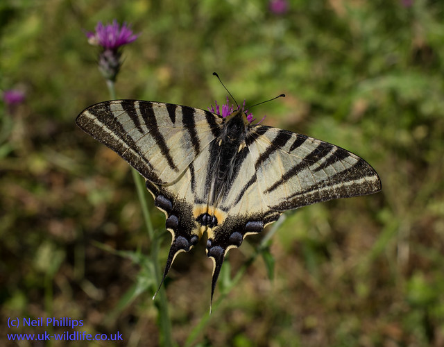 scarce swallowtaill butterfly with 35mm macro
