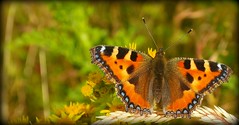 British butterflies, moths and other insects