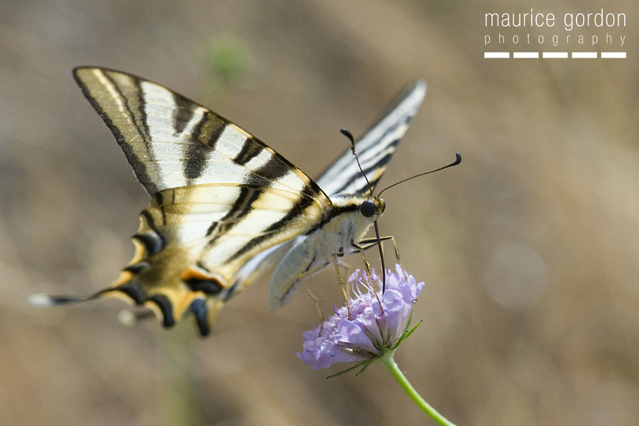 scarce swallowtail-ceret_DSC4659
