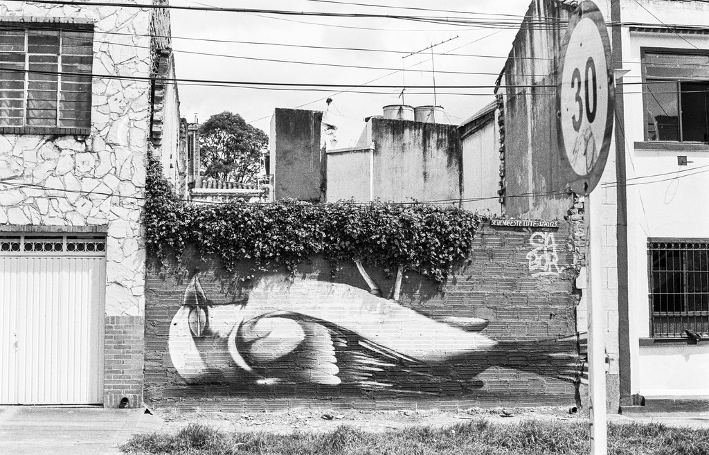dead bird graffiti on wall in bogota colombia.jpg
