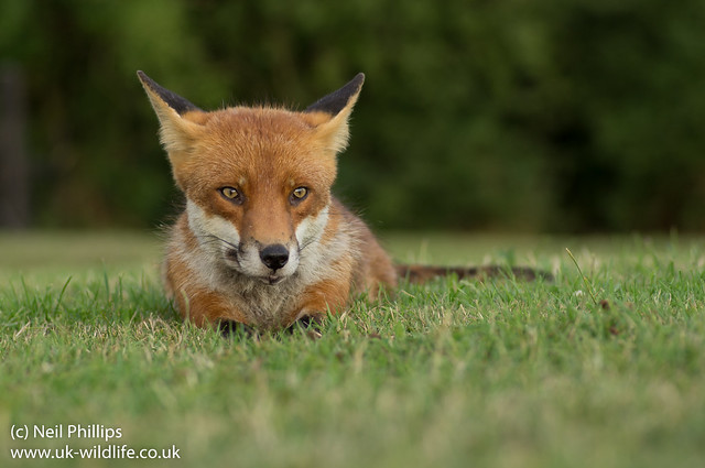 fox lying down-8