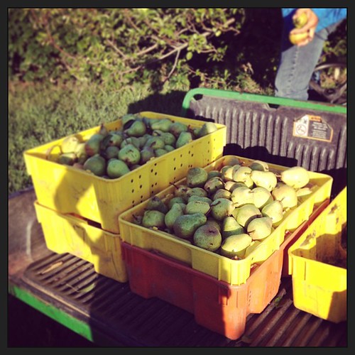 Picking pears. #farmgirl #upupandaway