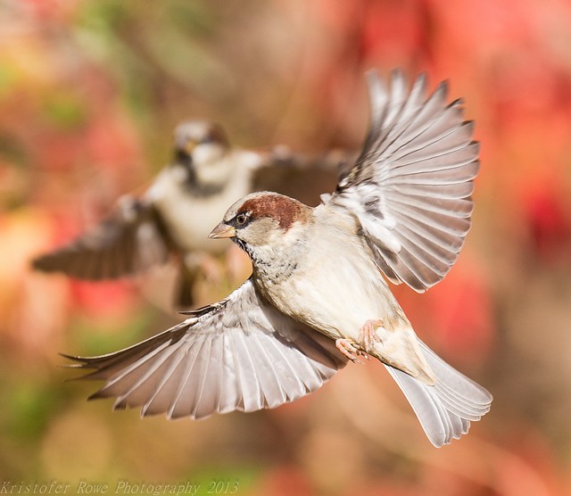 House Sparrow in flight 3
