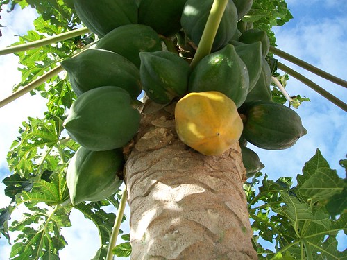 Paw-Paw is the unripe or green version of the fruit known as papaya. An Insider’s Guide to Bermuda: The Sights, Sounds, and Smells of a Bermudian Christmas