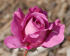 Schenectady Rose Garden 7-1-2012