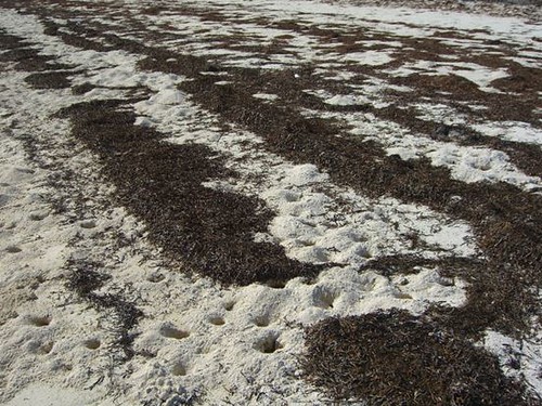 大量堆積於沙灘的海草碎屑（孫筱雲攝）