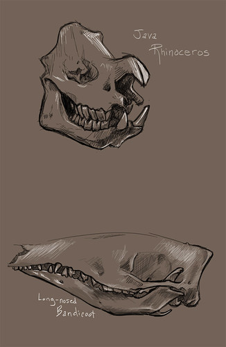 Skull Reference 2