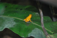 Amphibian 🐸 Amphibien