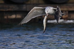 Gulls - Laridae -  Möwen