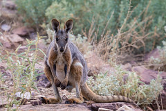 Ikara-Flinders Ranges National Park