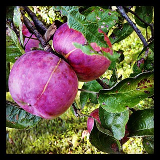 #crabapples #newhampshire #fall #apple #trees in the backyard
