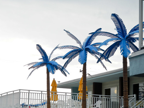 Blue Palms