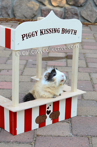 Poof mans the guinea pig kissing booth