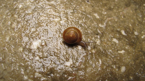 Mini-snail (1 cm) .....