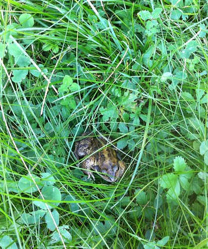 Frog in the garden. #Nowpic by benparkuk