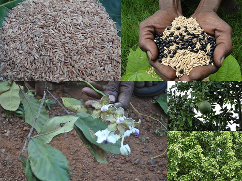 Validated Medicinal Rice Formulations for Diabetes and Cancer Complications and Revitalization of Pancreas (TH Group-136) from Pankaj Oudhia’s Medicinal Plant Database by Pankaj Oudhia