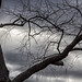 Branches and Clouds Late Afternoon