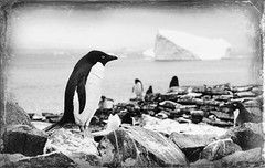 Rediscovered: Old Antarctica Photos