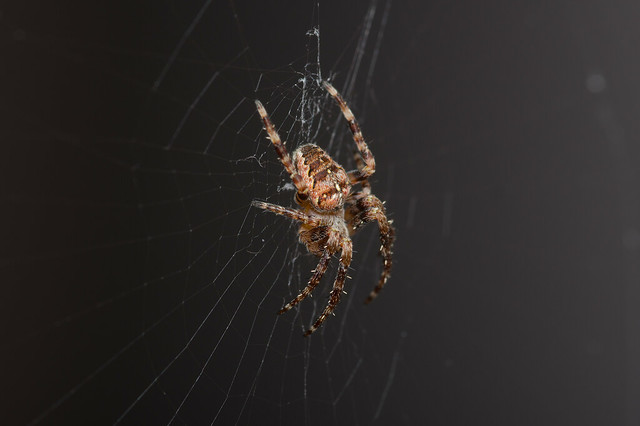 1: Garden Spider