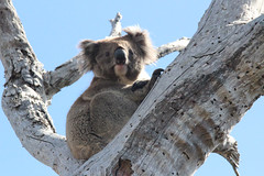 Otway National Park, Australia