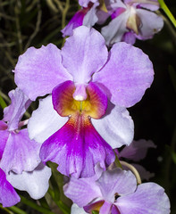 Orchids from the Garden of the Sleeping Giant