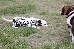 2017-03-12 Dalmatian Pup