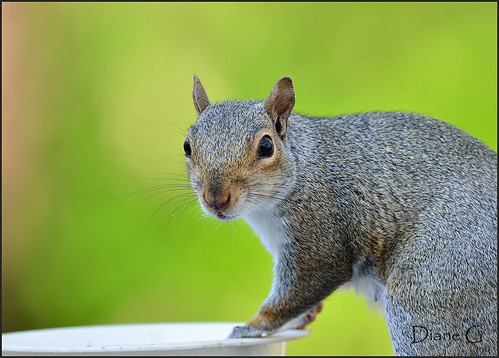 Eastern Grey Squirrel  32