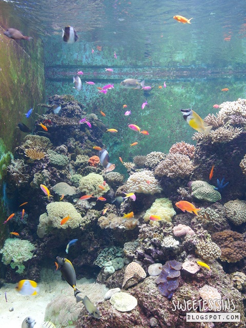 sea aquarium marine life park resort world sentosa singapore (72)
