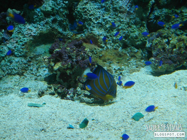 sea aquarium marine life park resort world sentosa singapore (33)