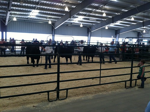 Z Crew: 4H Showing