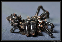 Araneae/Atypidae
