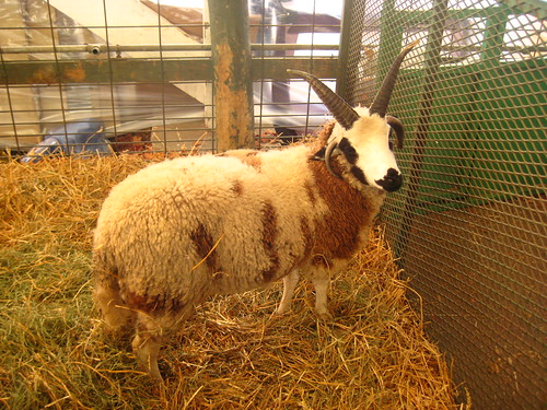 Jacob sheep, with two sets of horns