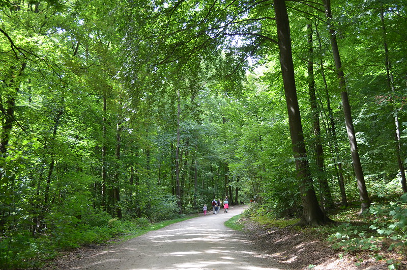 Rheingau Romantik Tour_forest trail